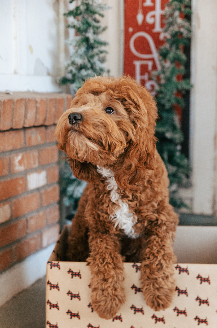 Golden Doodle puppy
