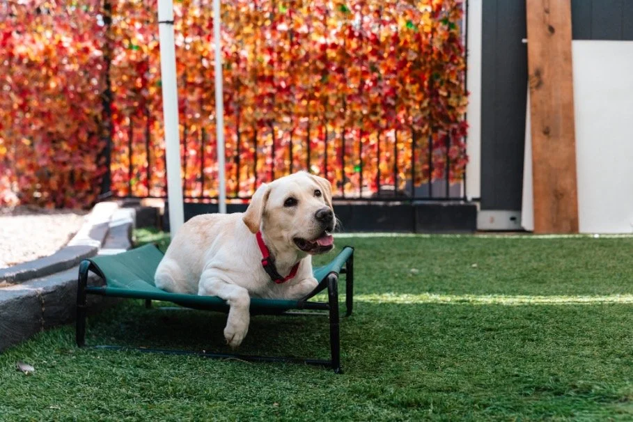 Red Flags in TikTok Dog Training: What Real Trainers Want You to Know