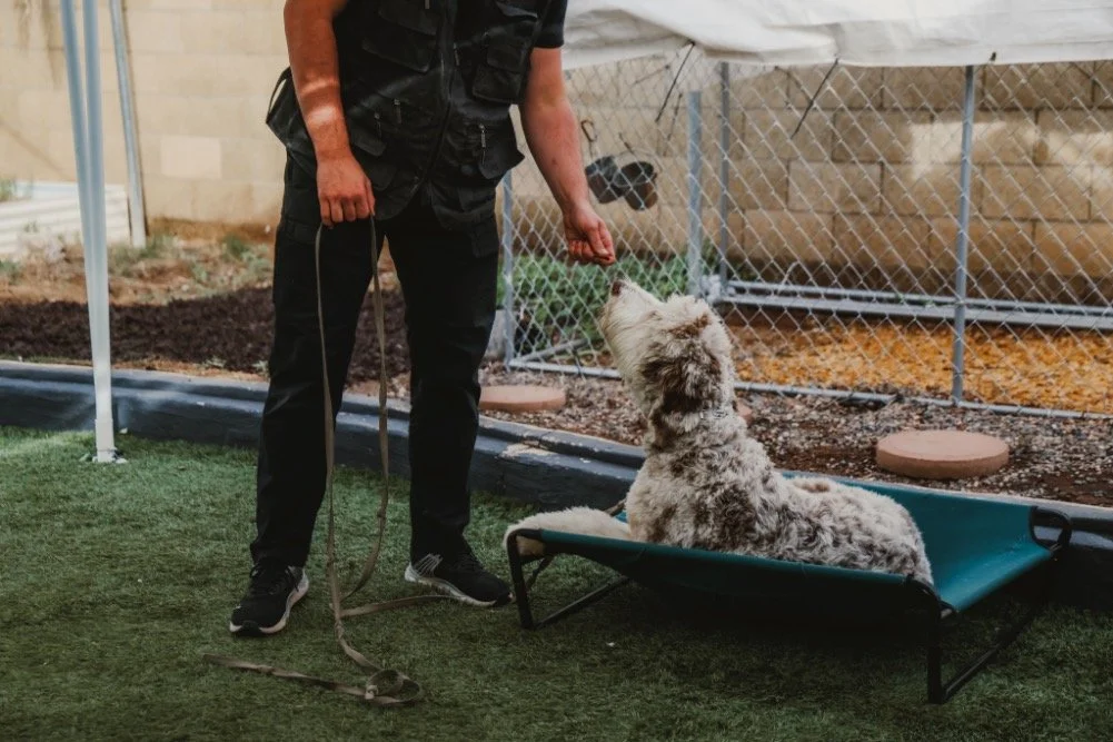 Actual New Years Dog Training Resolutions