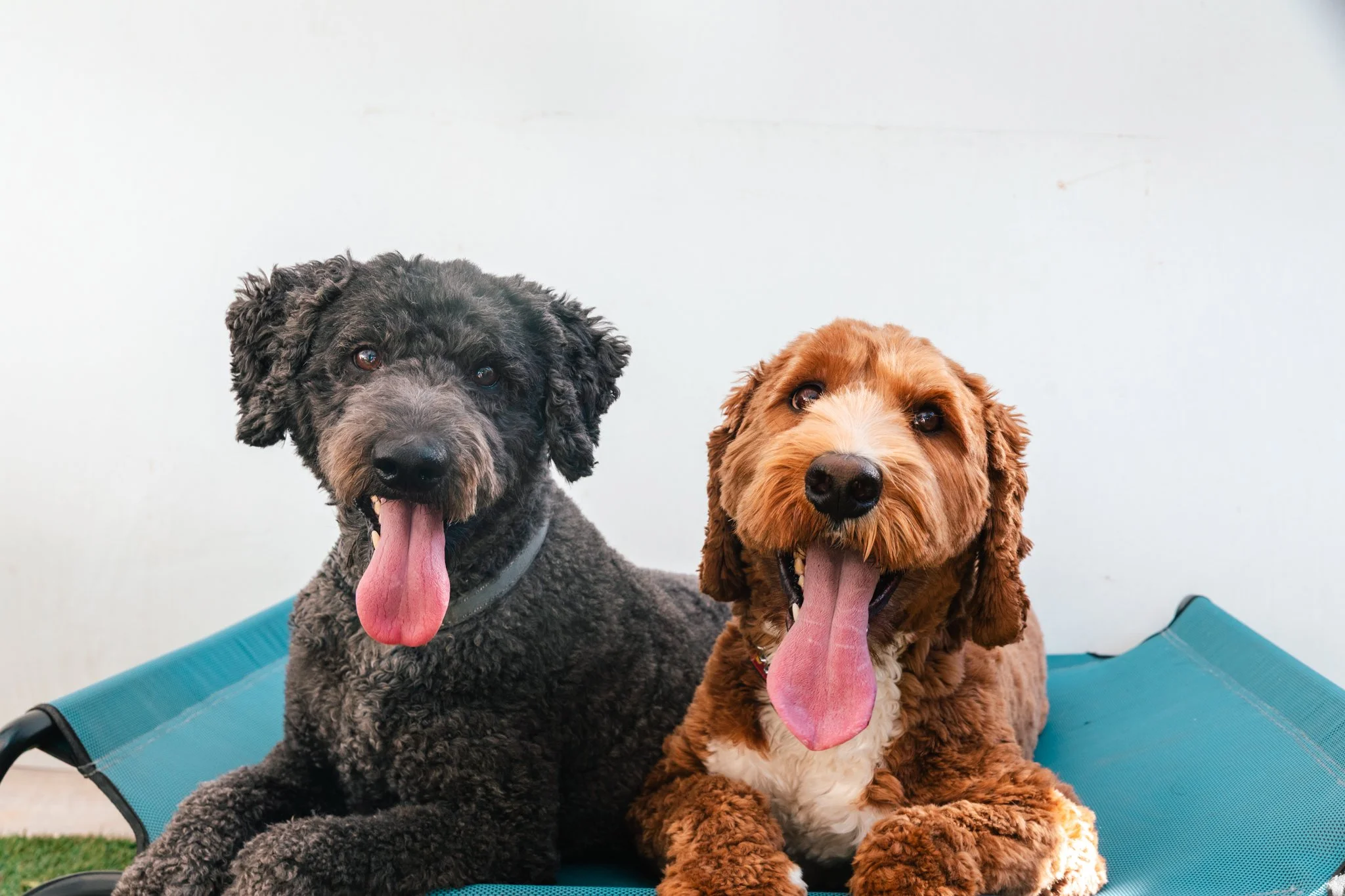 Finding the Right Dog Obedience Training Near You