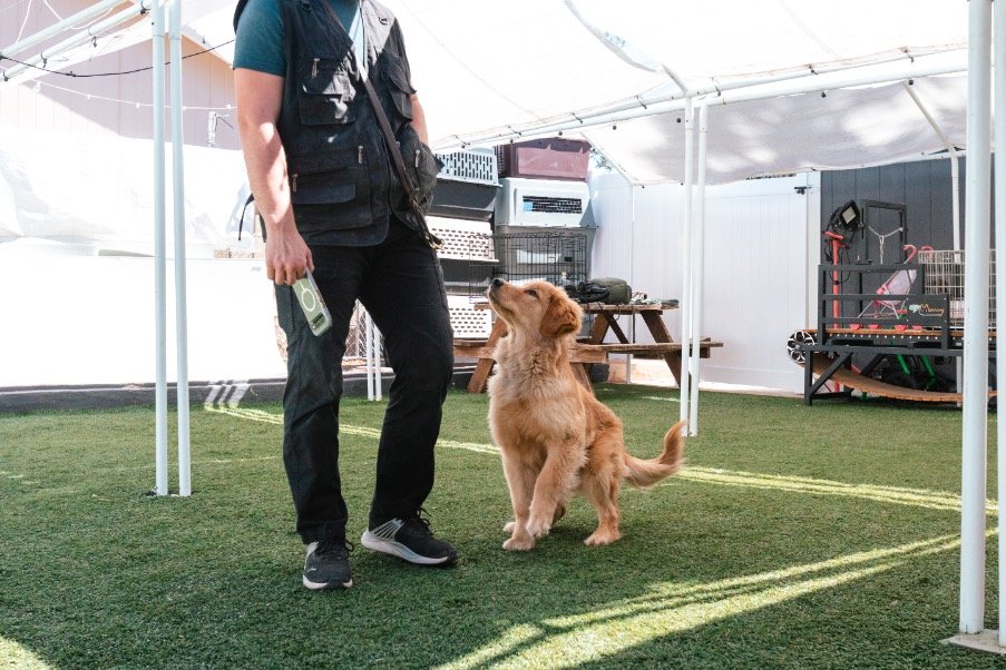 Board and Train vs. Private Sessions