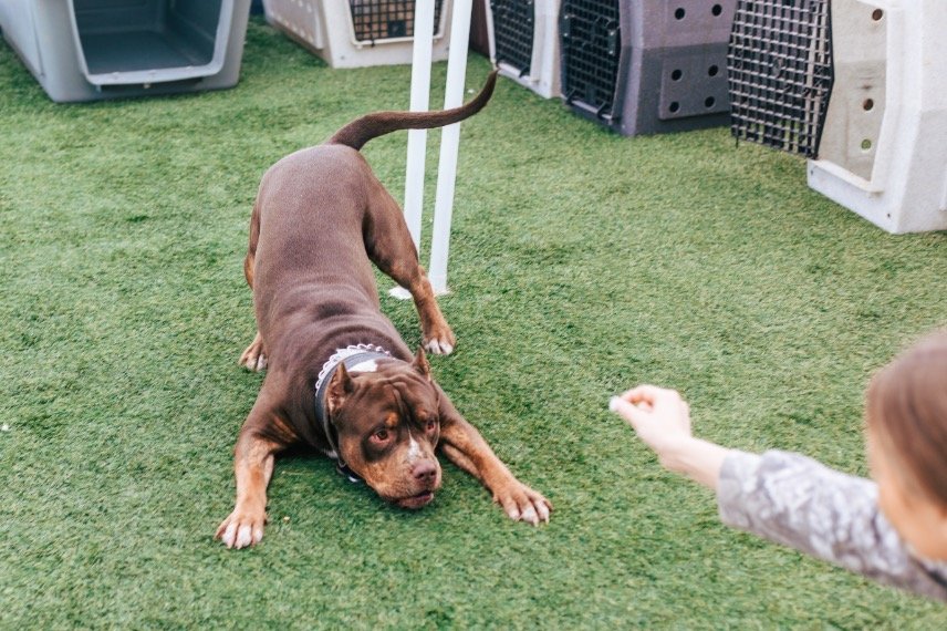 So, Your Rescue Dog Has Aggression?