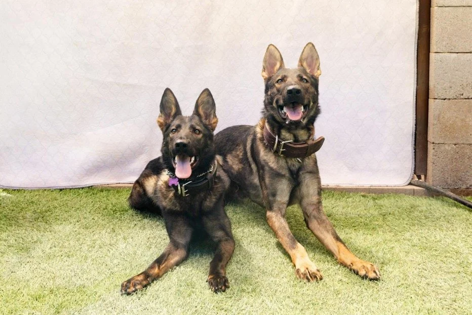 Two German Shepherd dogs lying on grass, looking at the camera with tongues out.