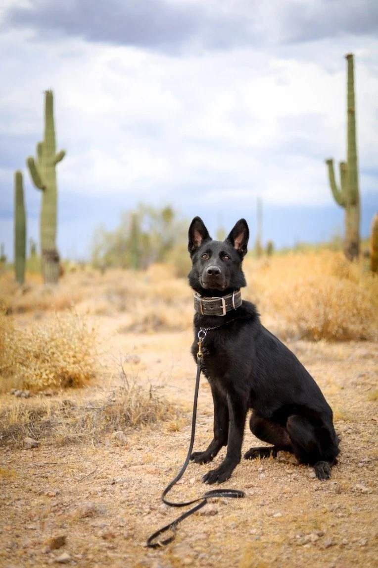In the board and train, we address all forms of unwanted behavior.