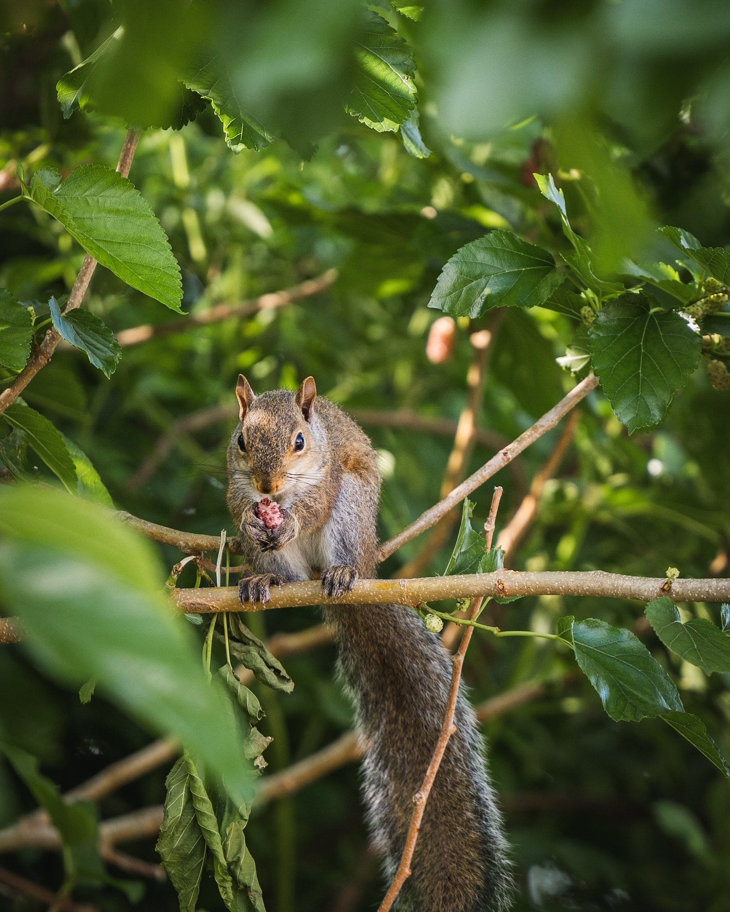 Saw this guy eating from the mulberry tree this morning. 
#squirrel #nature #naturephotos