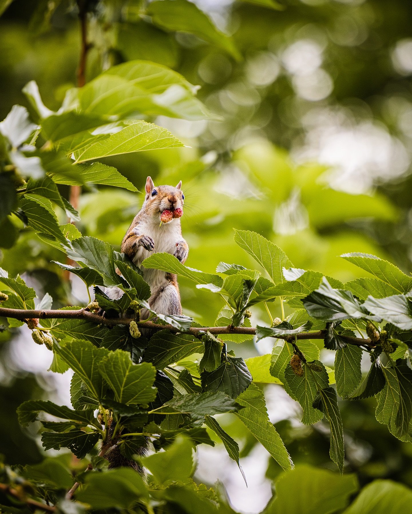 Mulberry munchies in full effect. This little dude is living his best life in my backyard. 

#BackyardWildlife #SquirrelSnacks #MulberrySeason #NatureInTheCity #CaughtInTheAct #SquirrelWatch #UrbanNature #SnackAttack