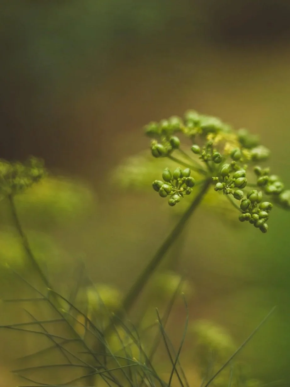 Why Fennel Oil NEEDS a Spot in Your Wellness Cabinet