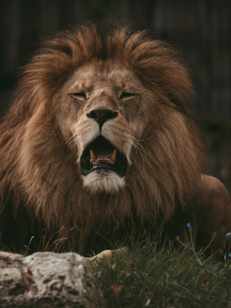 July’s New Moon in Leo