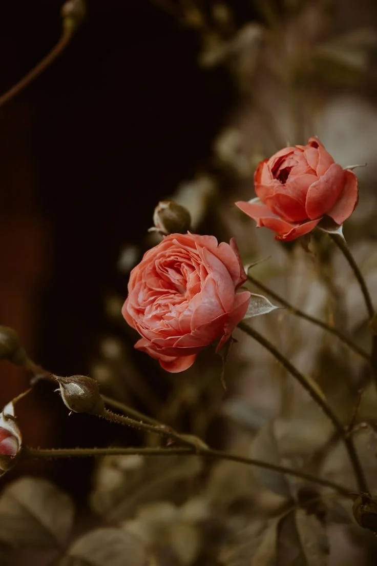 rose.jpg