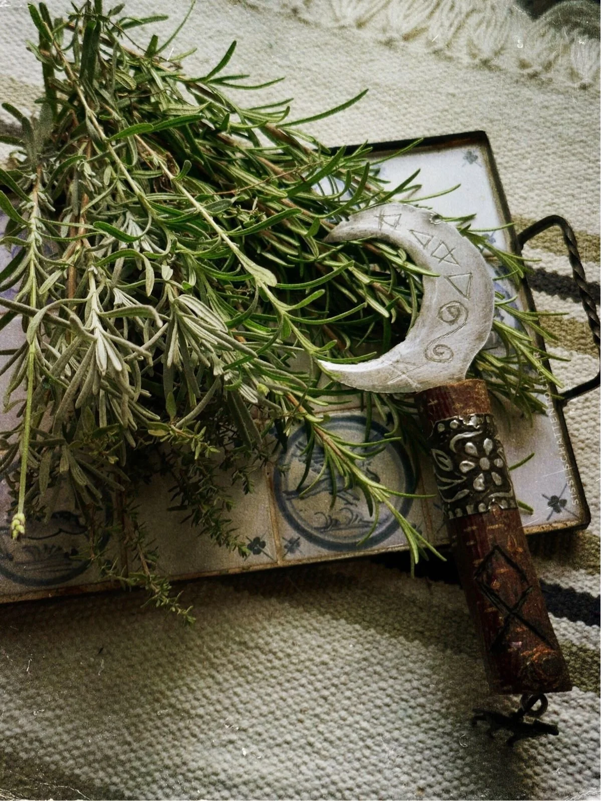 rosemary 2.jpg