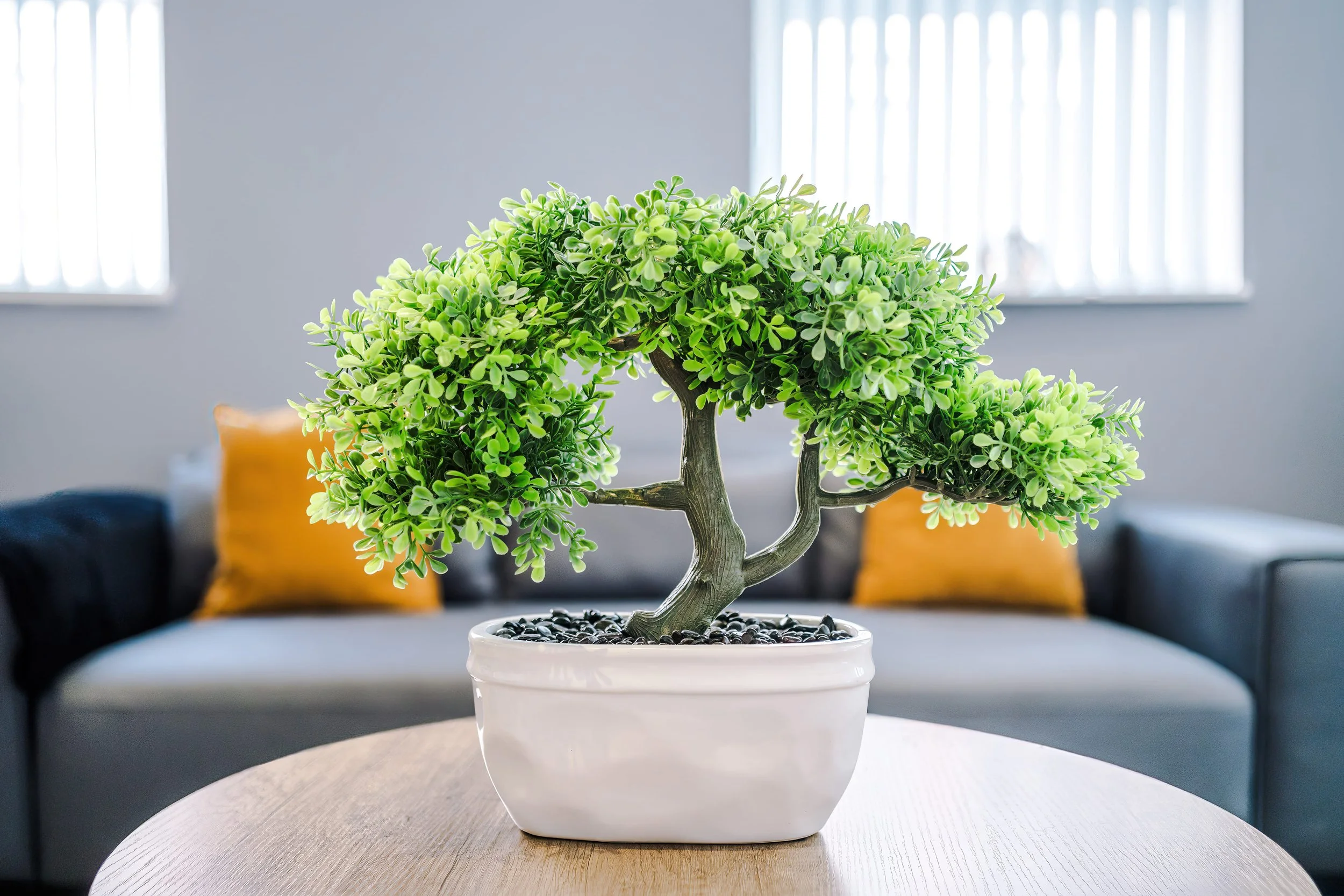 Green leafy bonsai tree in a white ceramic pot on a wooden table in a room with gray walls and a gray sofa with yellow pillows in the background.