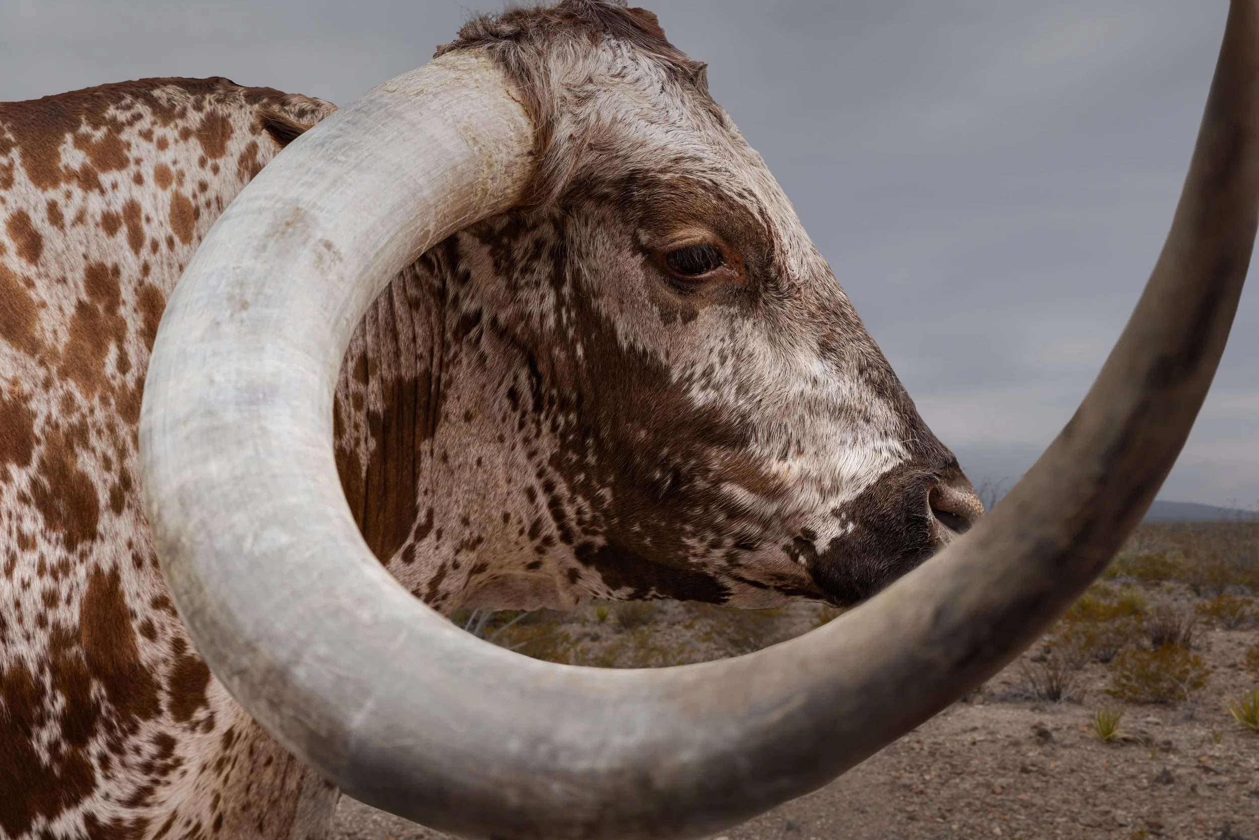 Bofine Art no halter.jpg