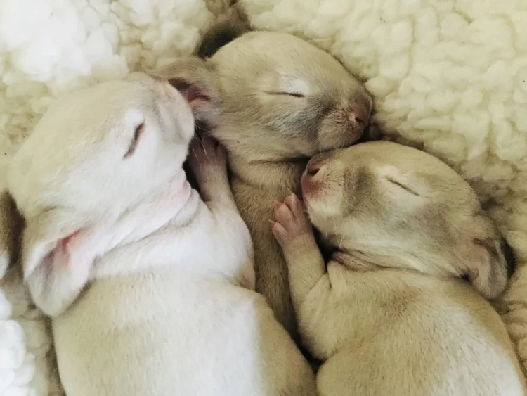 rent a pet, temporary pet, bunny chicks ducklings — Bring the Barn
