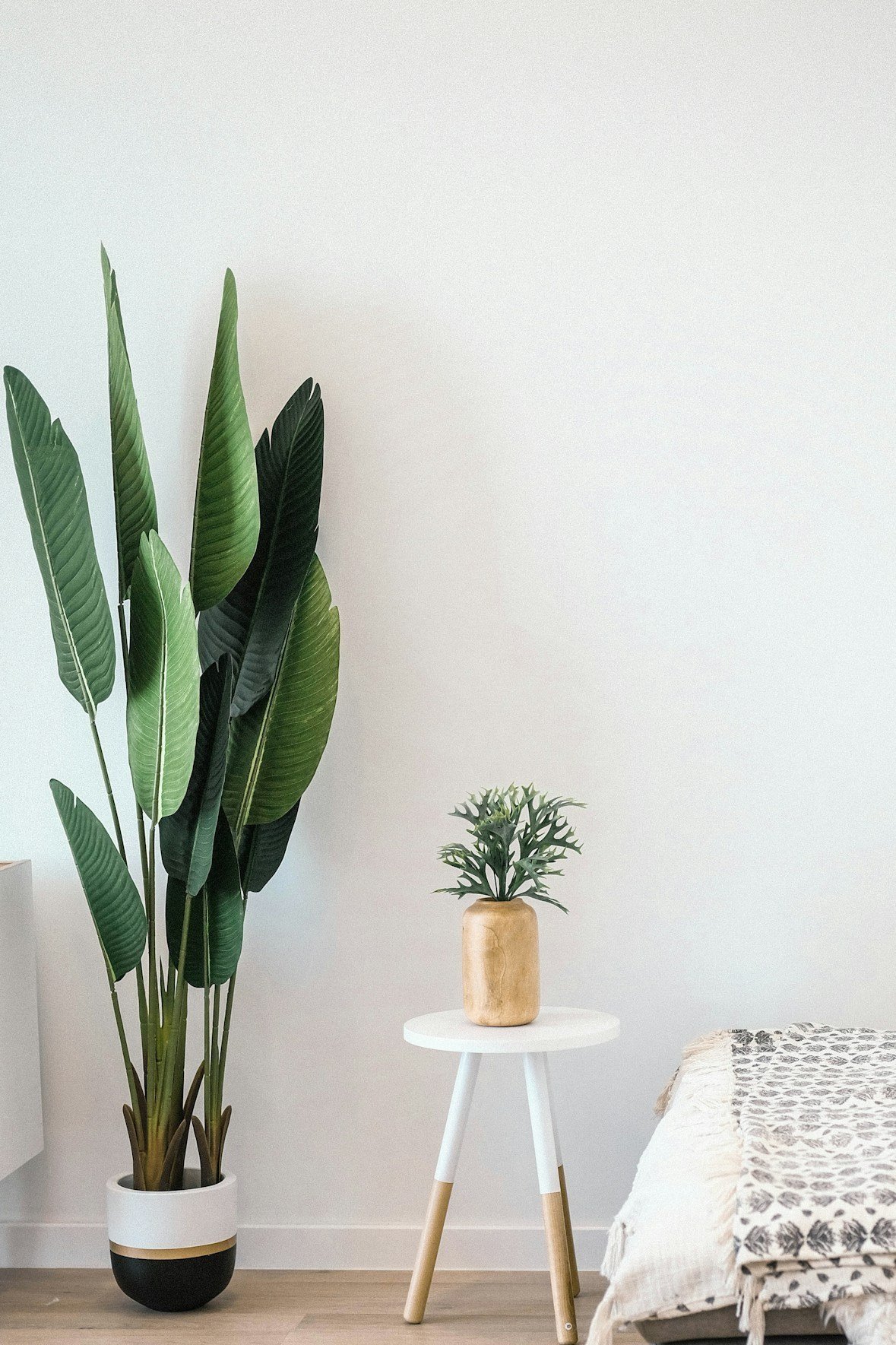 Minimalist room with a large potted plant and small plant on a white table.
