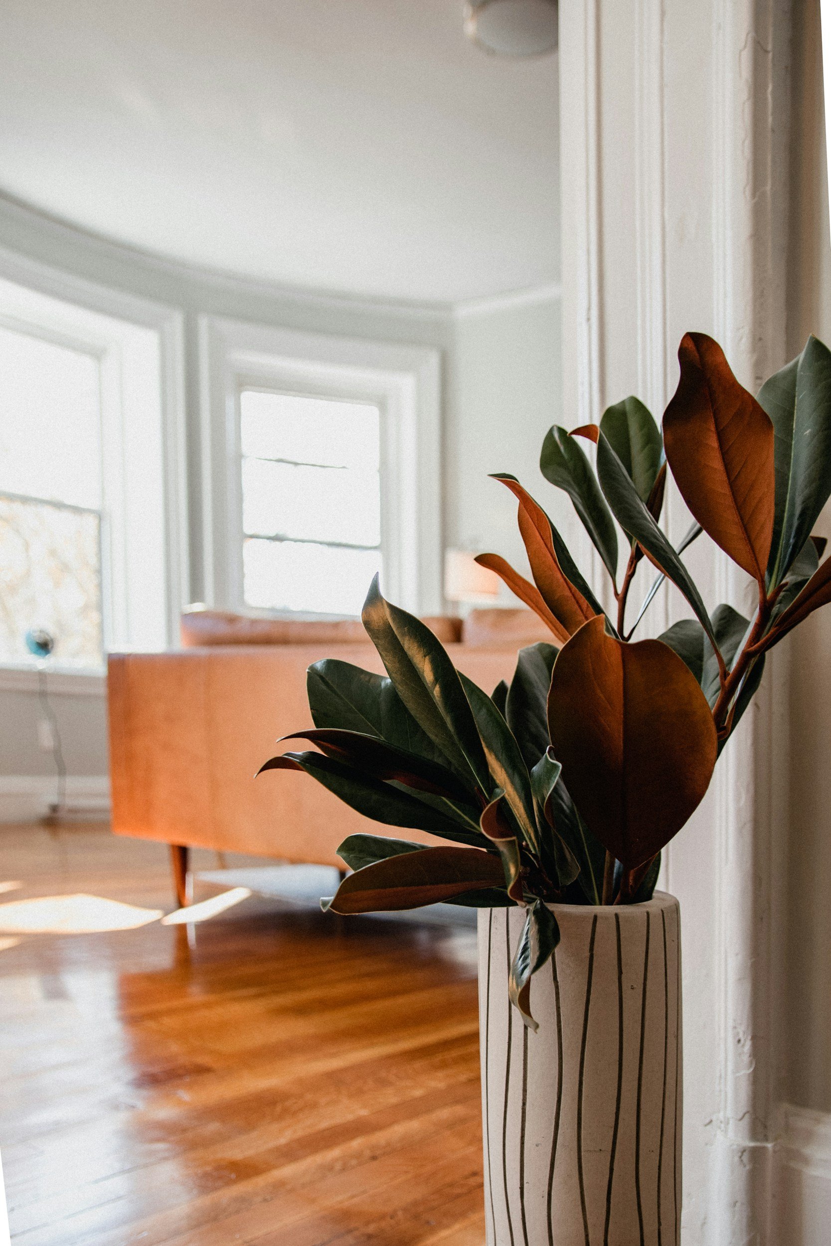 A potted plant with dark green and reddish-brown leaves in a white striped planter, placed in a room with wooden floors and white walls, near a wall with detailed molding and a window.