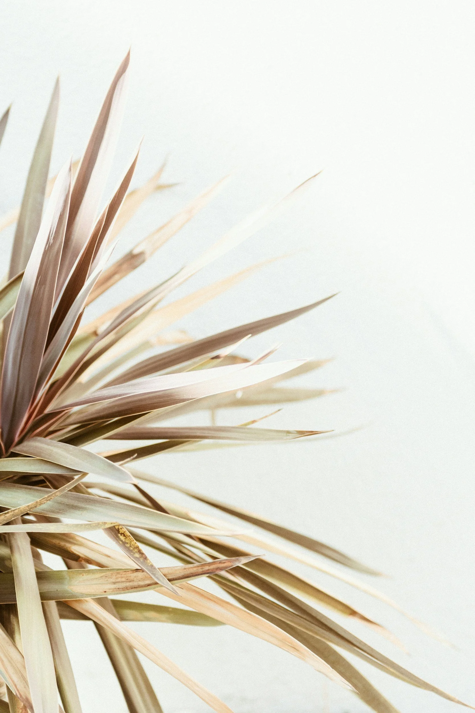 Close-up of dried palm leaves or grass against a plain light background.