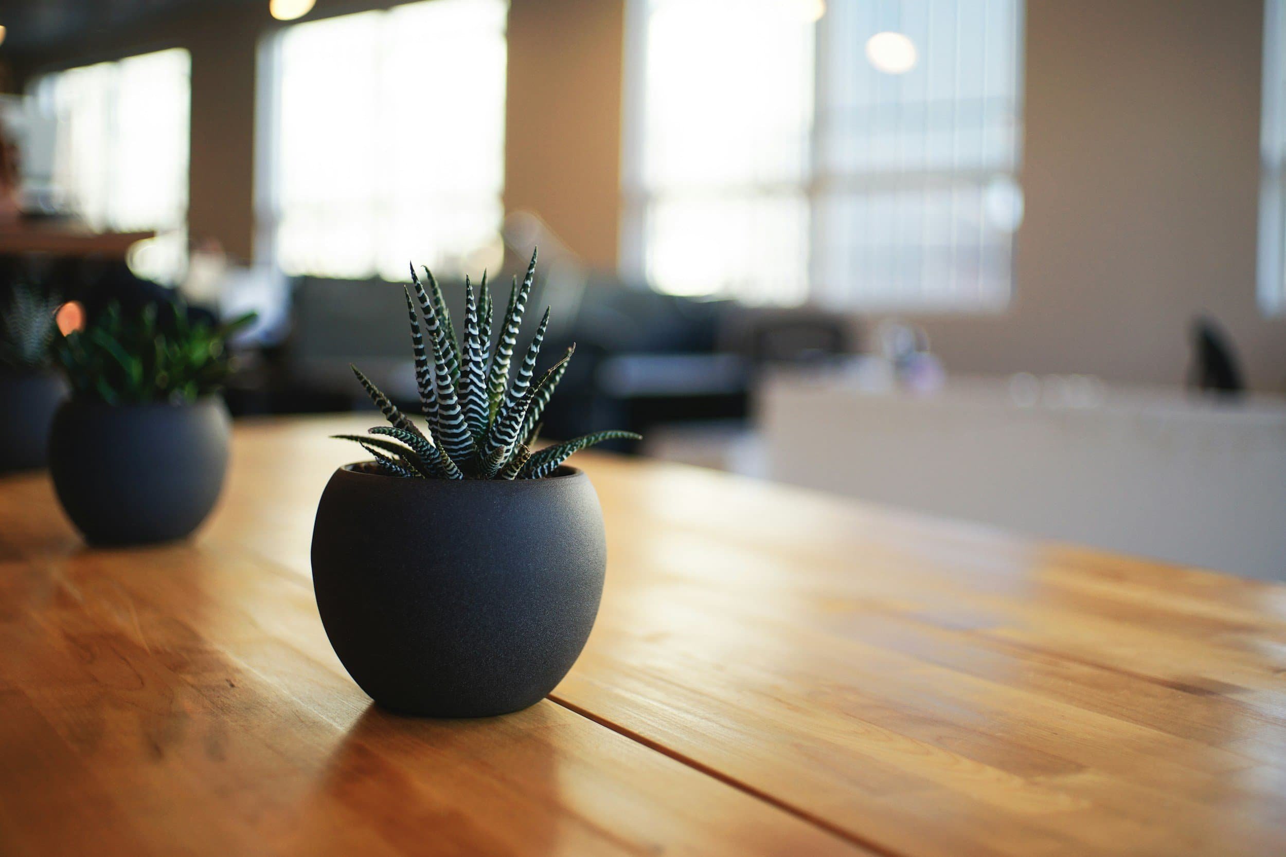 Close-up of a potted succulent plant with striped green and white leaves on a wooden table, in a bright room with large windows.