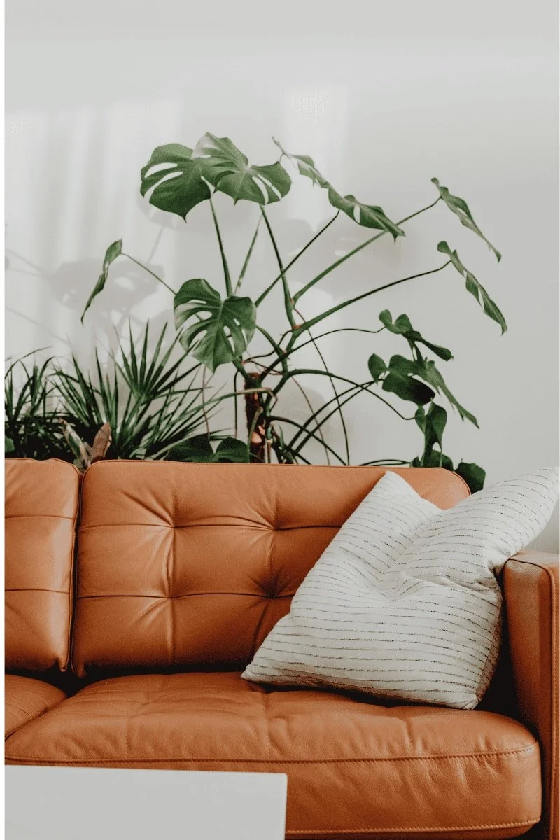 A brown leather sofa with a white pillow, perfect for EMDR sessions, sits in front of lush green houseplants and a white wall.