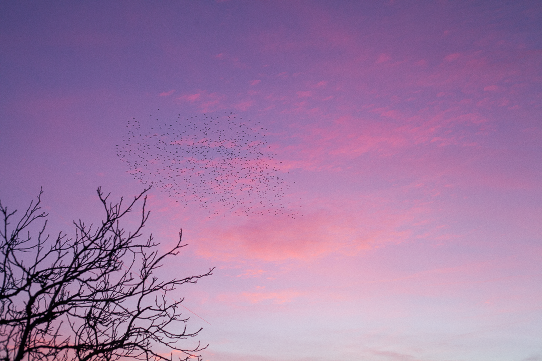 stéphanie francois - latelier selenia - paysage embrumé lotois-1-2.png