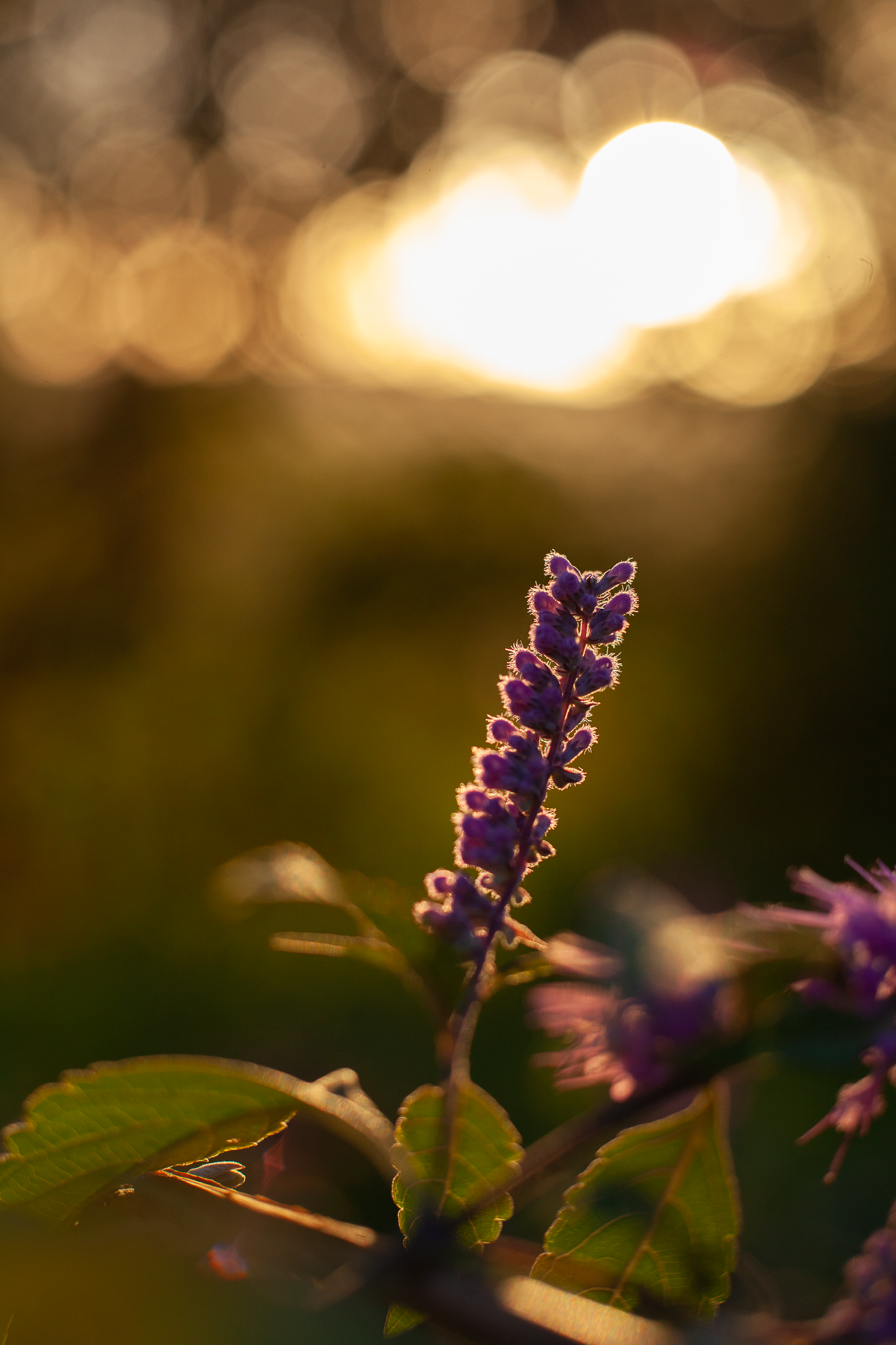 Au coeur des fleurs - macro fleurs - Atelier Selenia - Stéphanie Francois-4.png