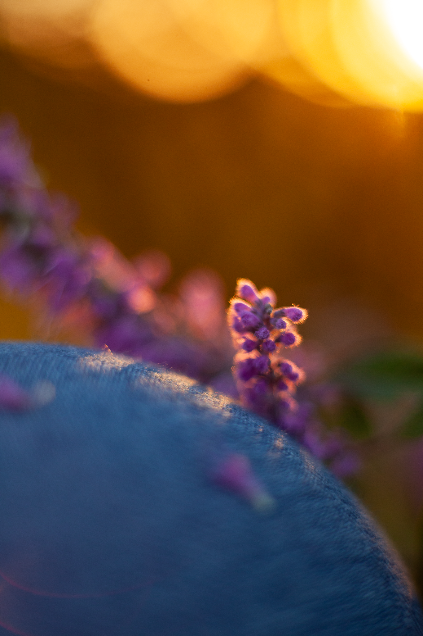 Au coeur des fleurs - macro fleurs - Atelier Selenia - Stéphanie Francois-8.png