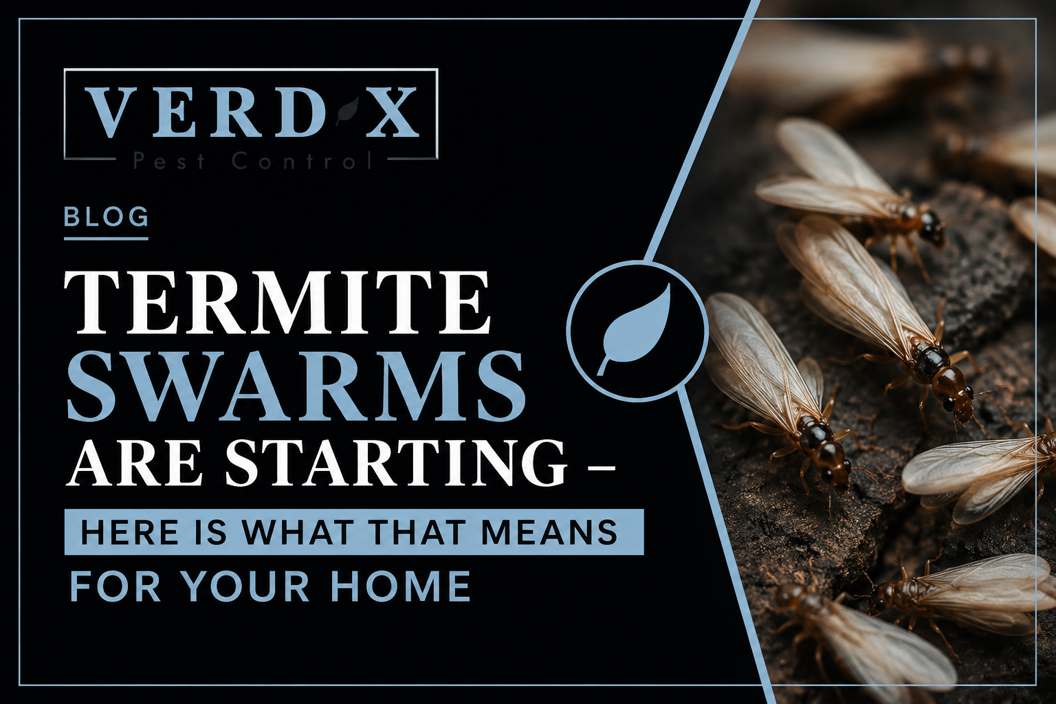 Termite Swarms Are Starting - Here Is What That Means for Your Home
