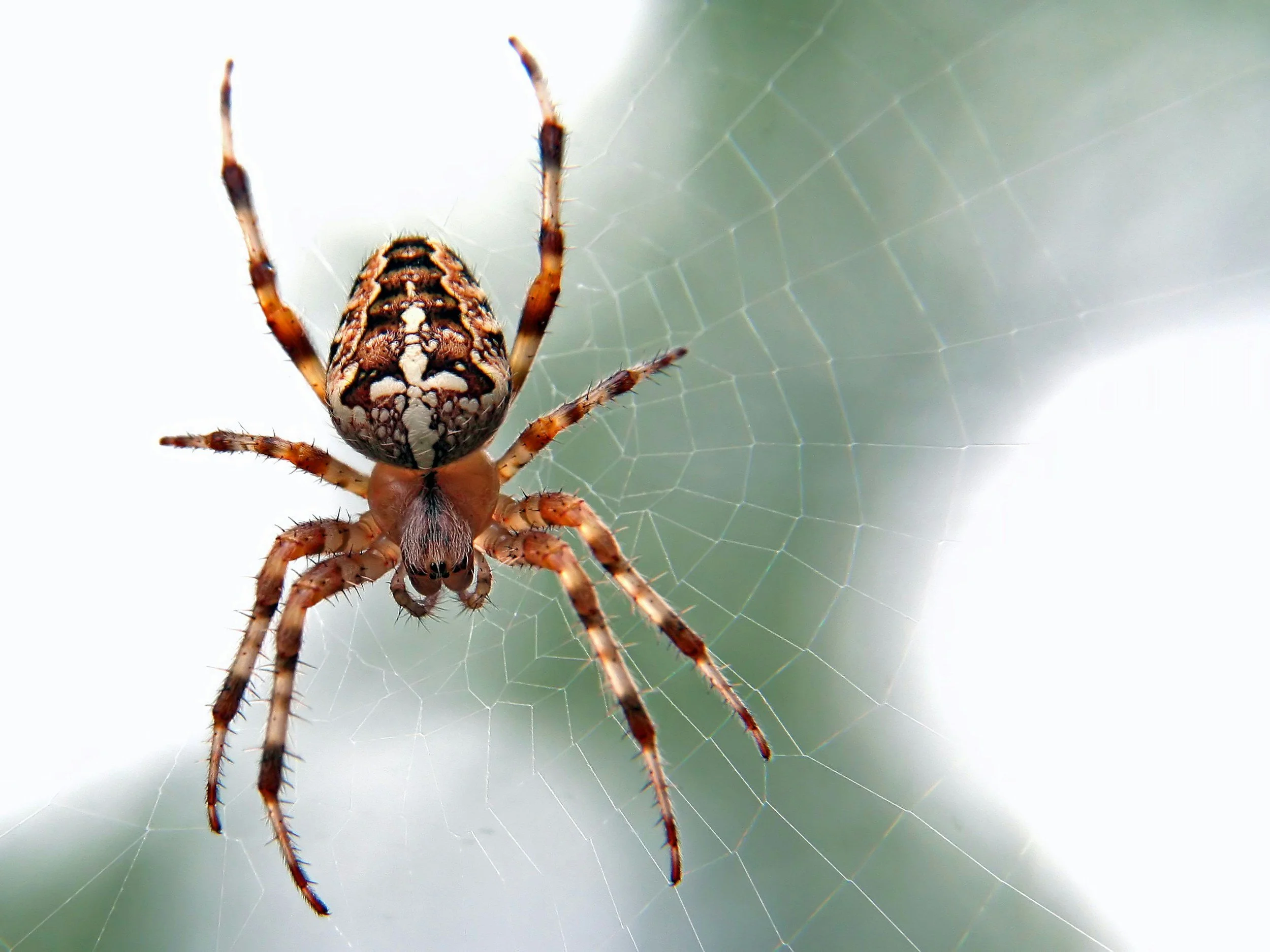 spider pest control