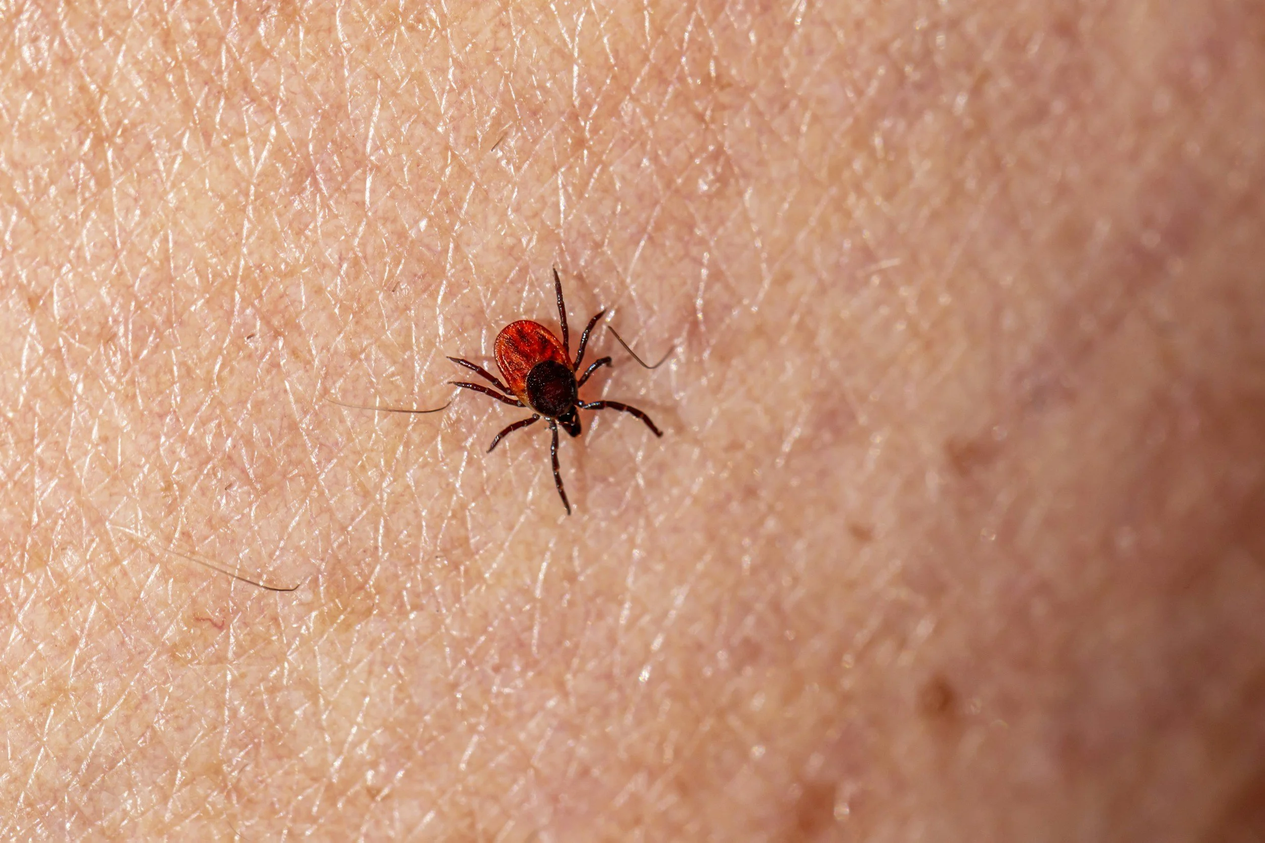 tick & flea pest control