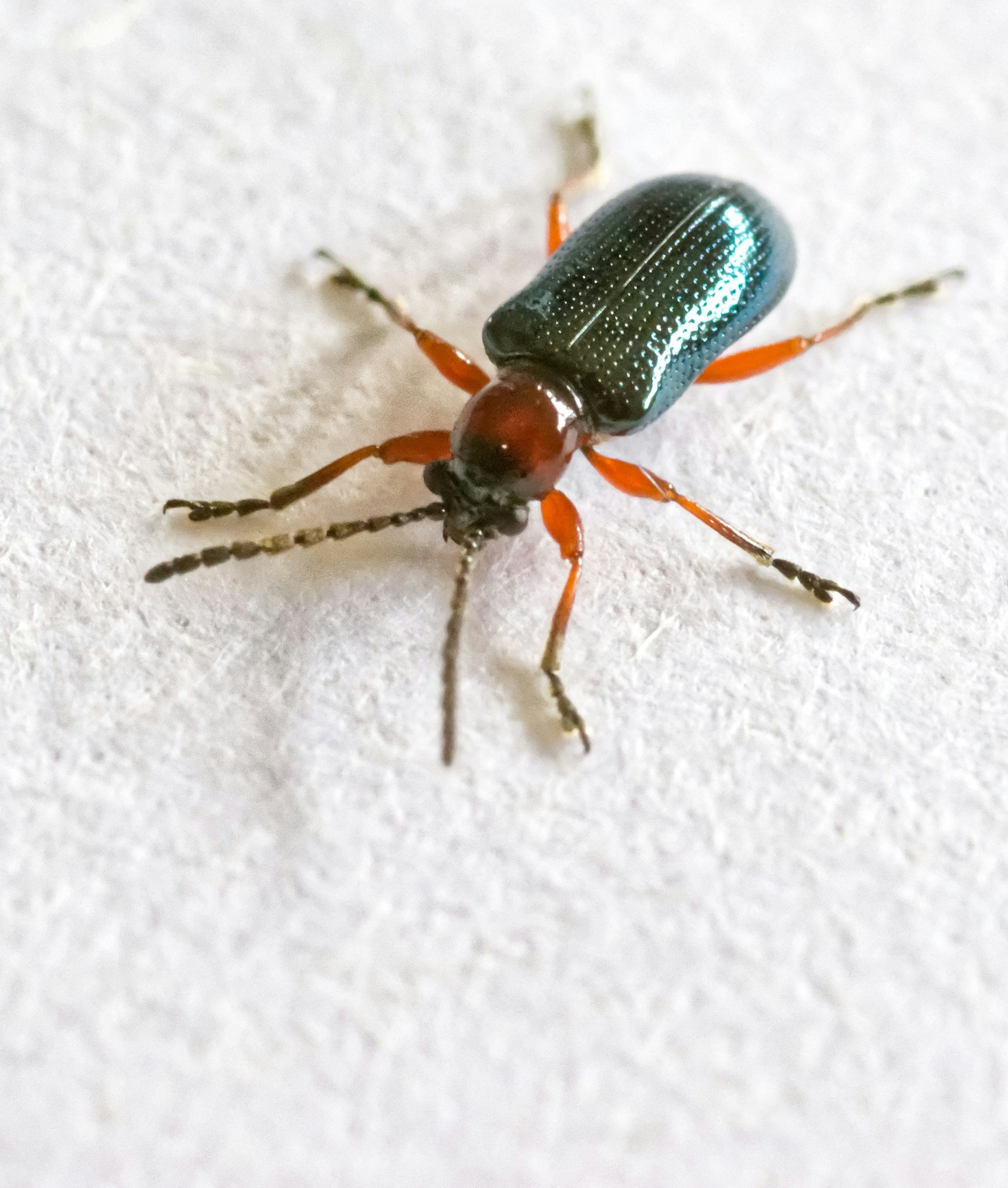 beetle pest control