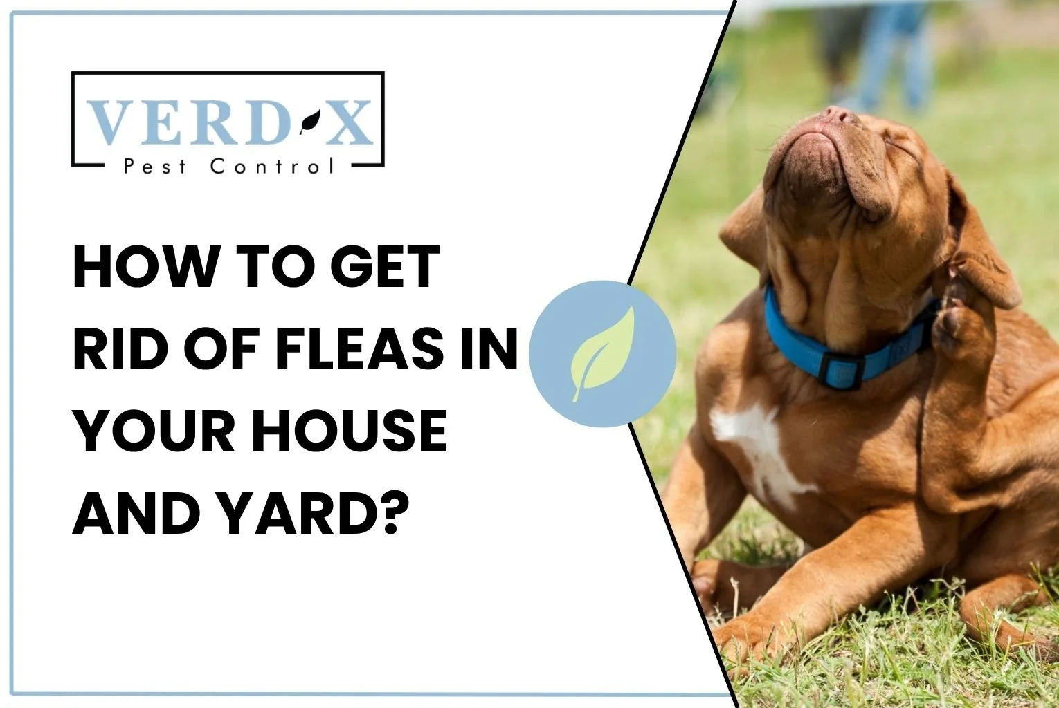 How to Get Rid of Fleas in Your House and Yard