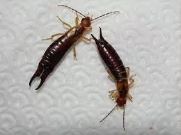 Earwig Pest Control