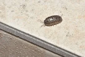 Pill bug pest control