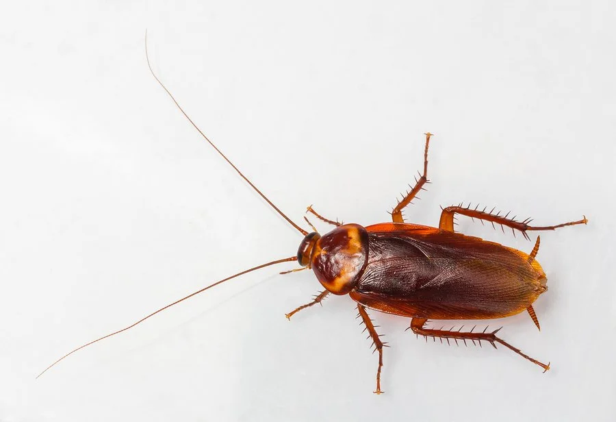 Cockroach Pest Control