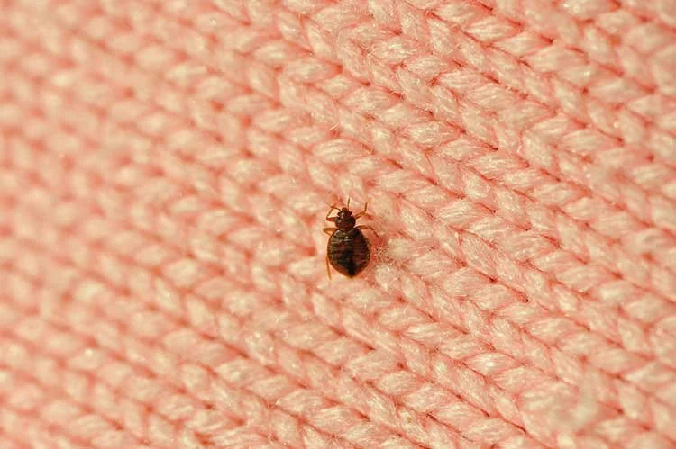 bed bug pest control