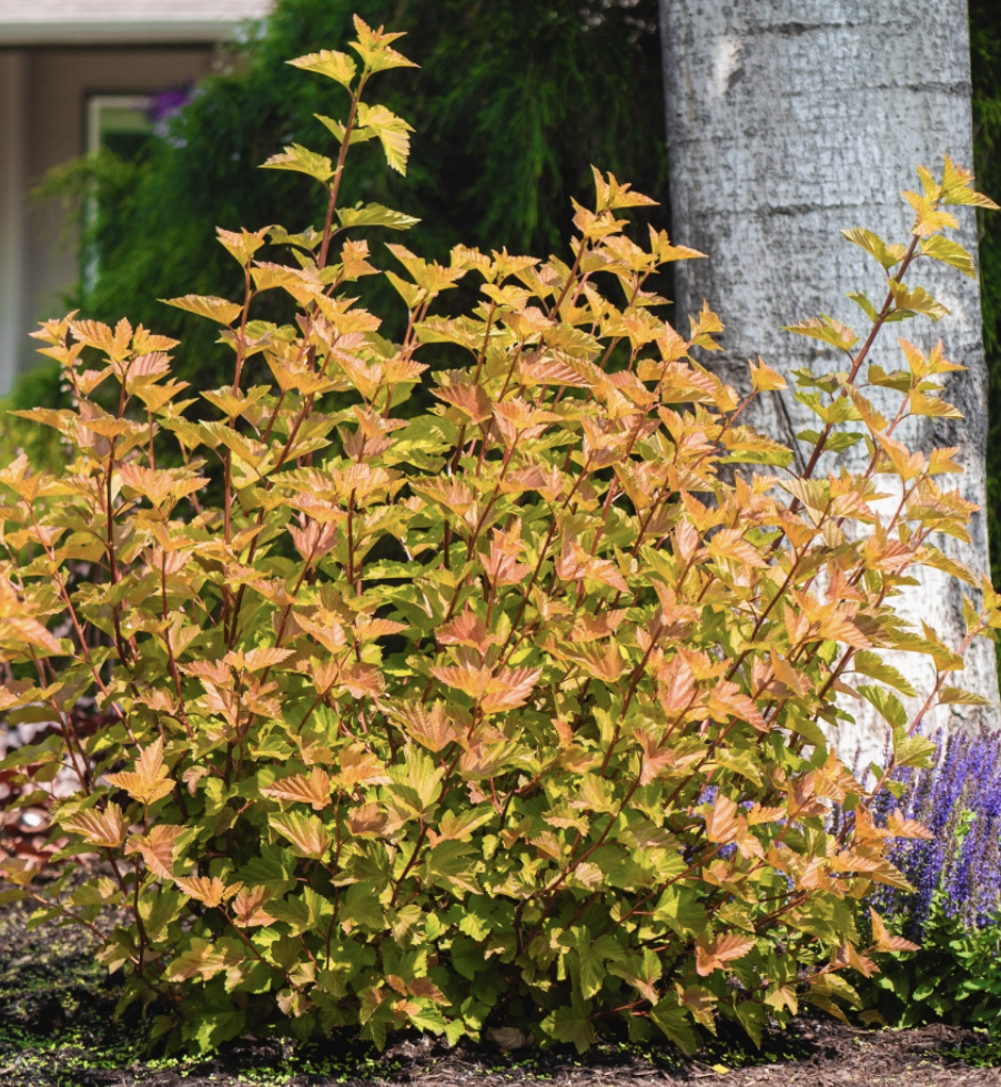 Shrub with red and green leaves in a garden next to a tree trunk and purple flowers.