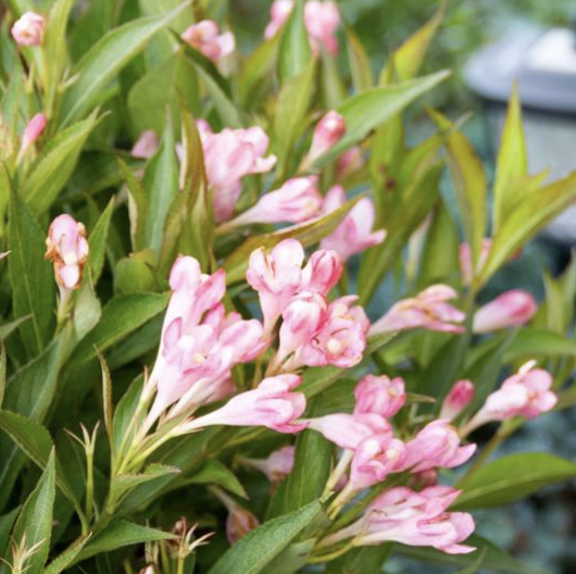 Pink flowers with green leaves, outdoor garden setting.