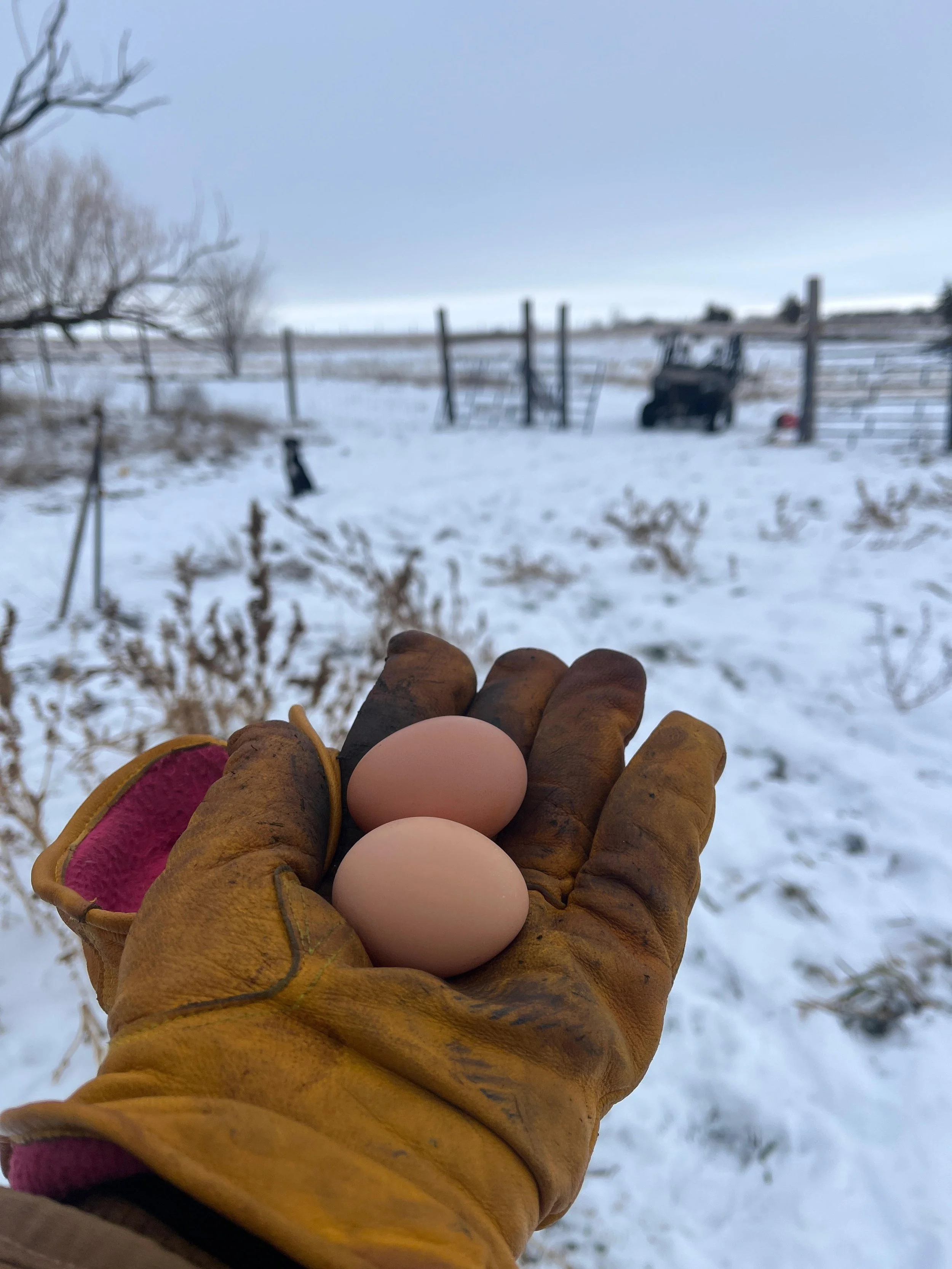 winter eggs.jpg