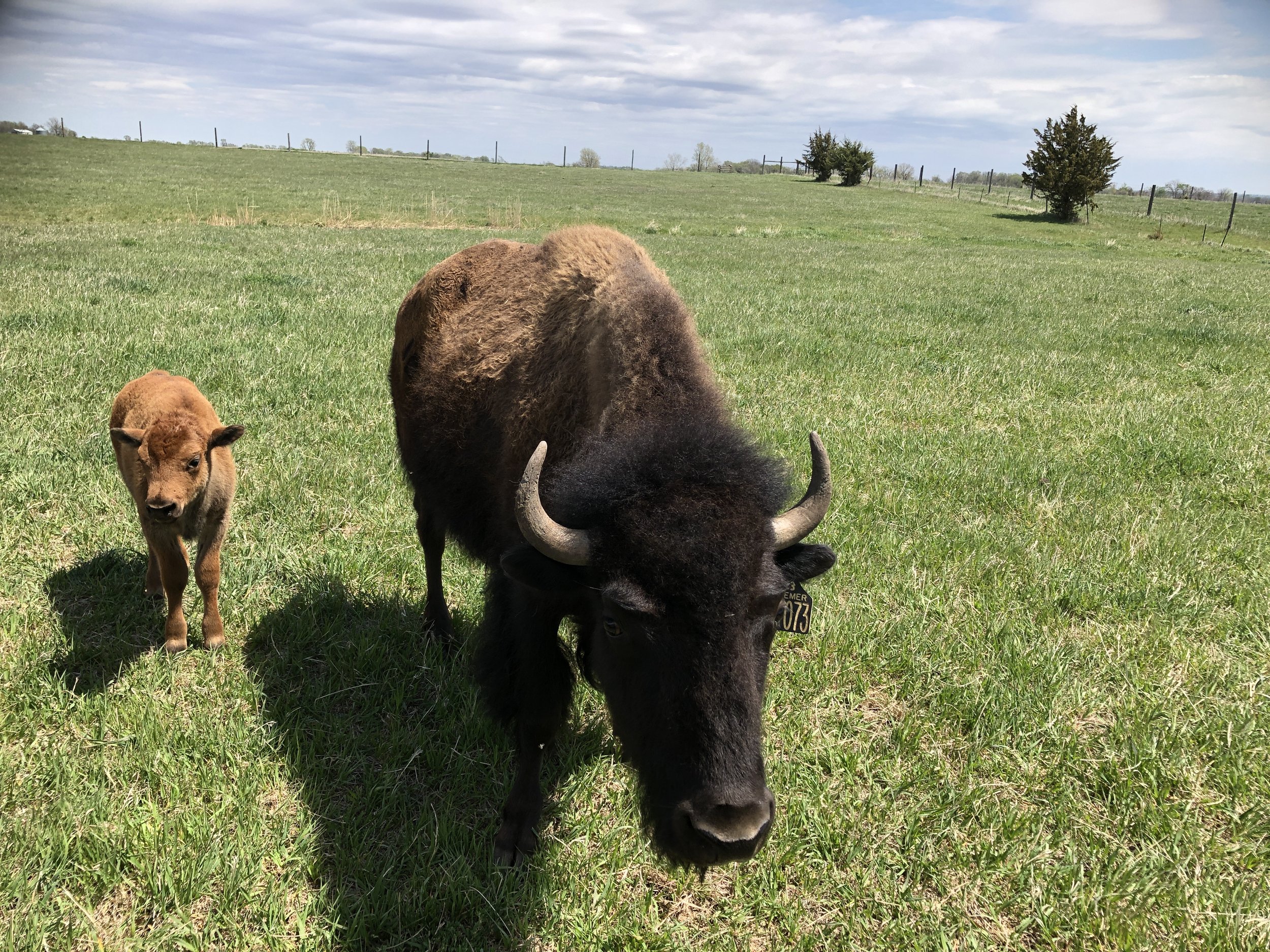 A bison and a calf grazing on a grassy field under a partly cloudy sky with trees and a fence in the background.