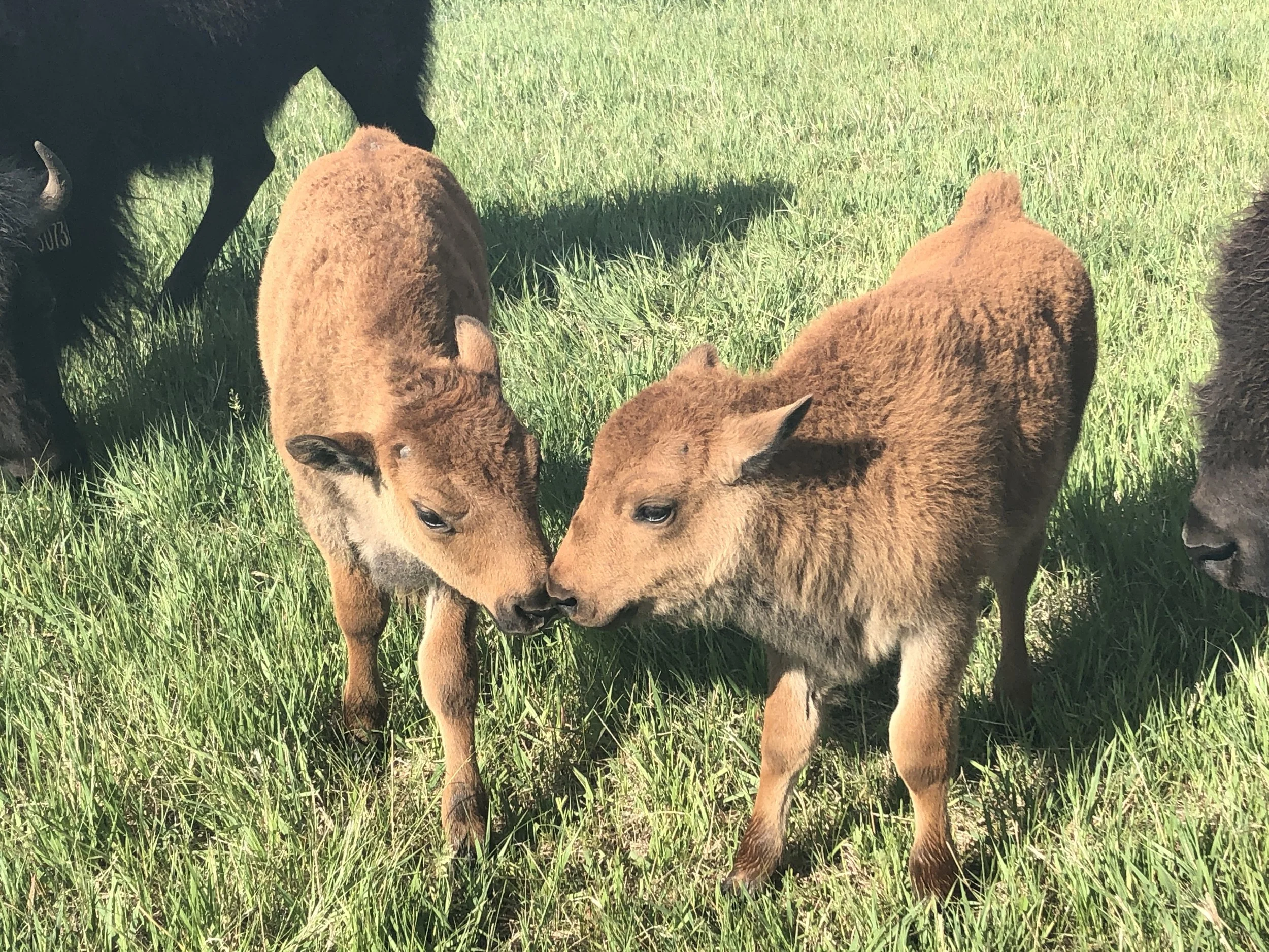 Two young foals standing close together on green grass, with their heads touching in a peaceful outdoor setting.
