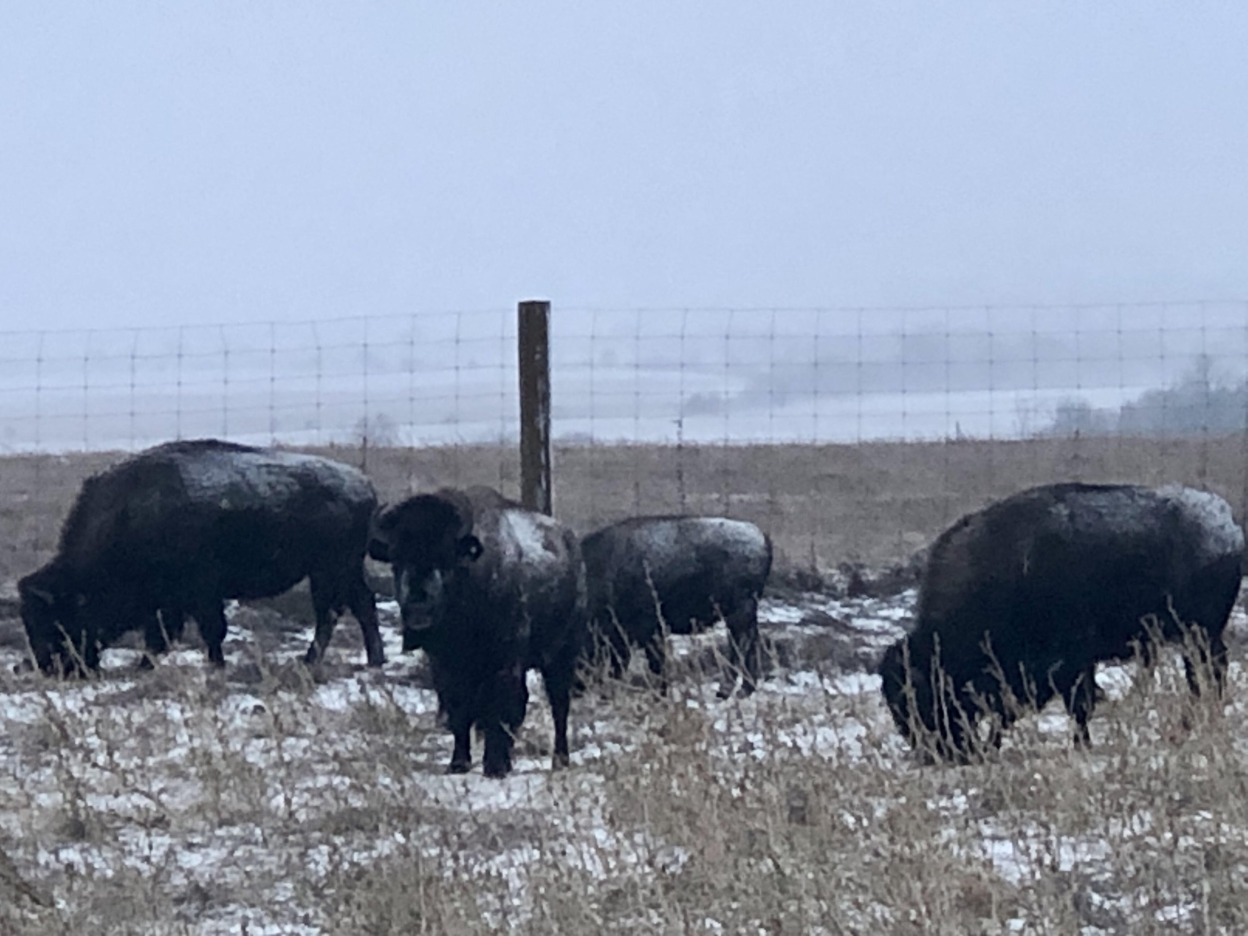 Bison Winter 2026.jpg