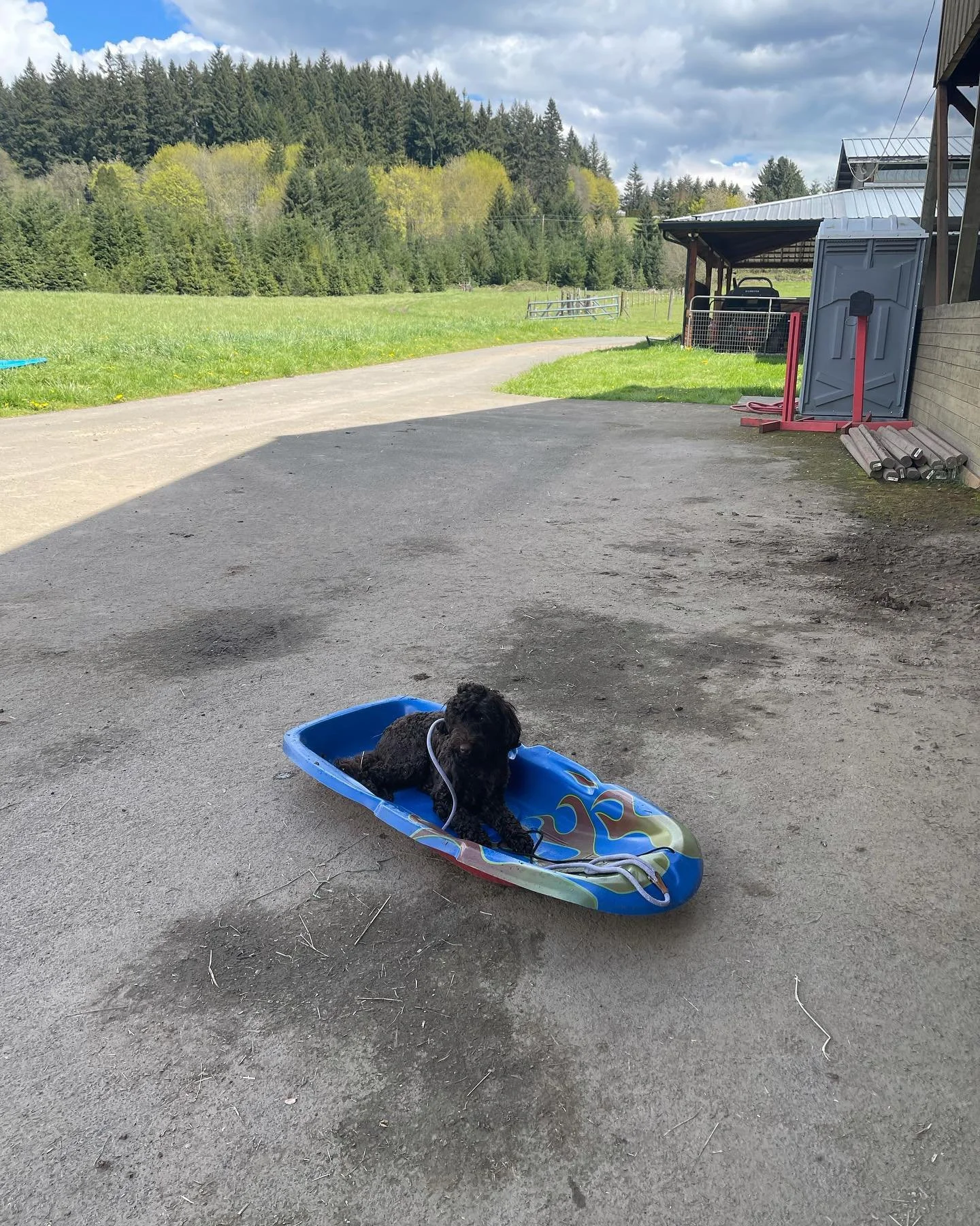 Apologies for being so inactive on my work page! Yes I am still working away, I just need to get better about posting these amazing pups!  This is Noodle, she is a 15 month old doodle with, you guessed it. A TON of anxiety. The thing that is so empow