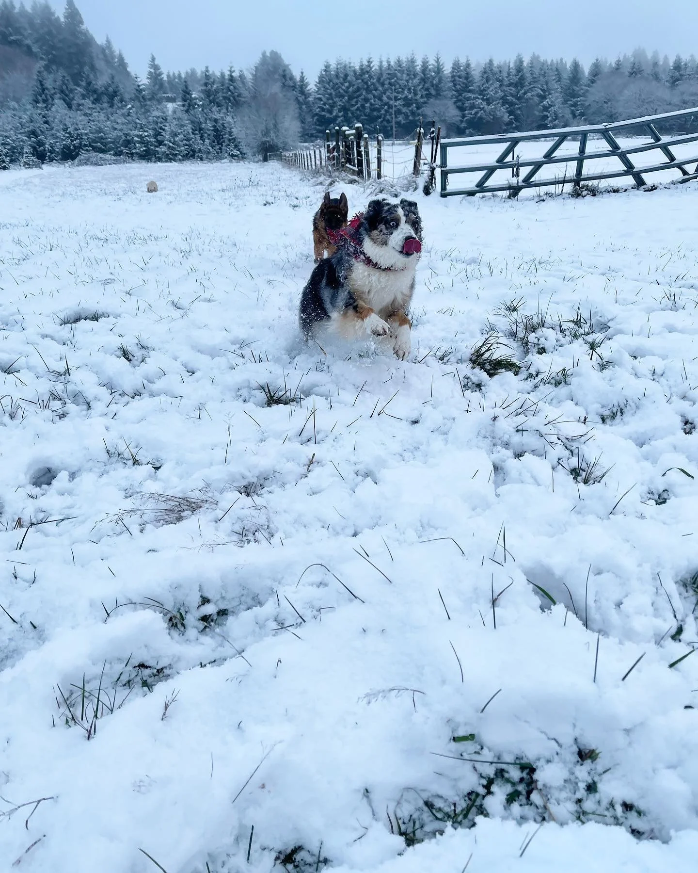 Can you tell this is Violets favorite time of year? 😋