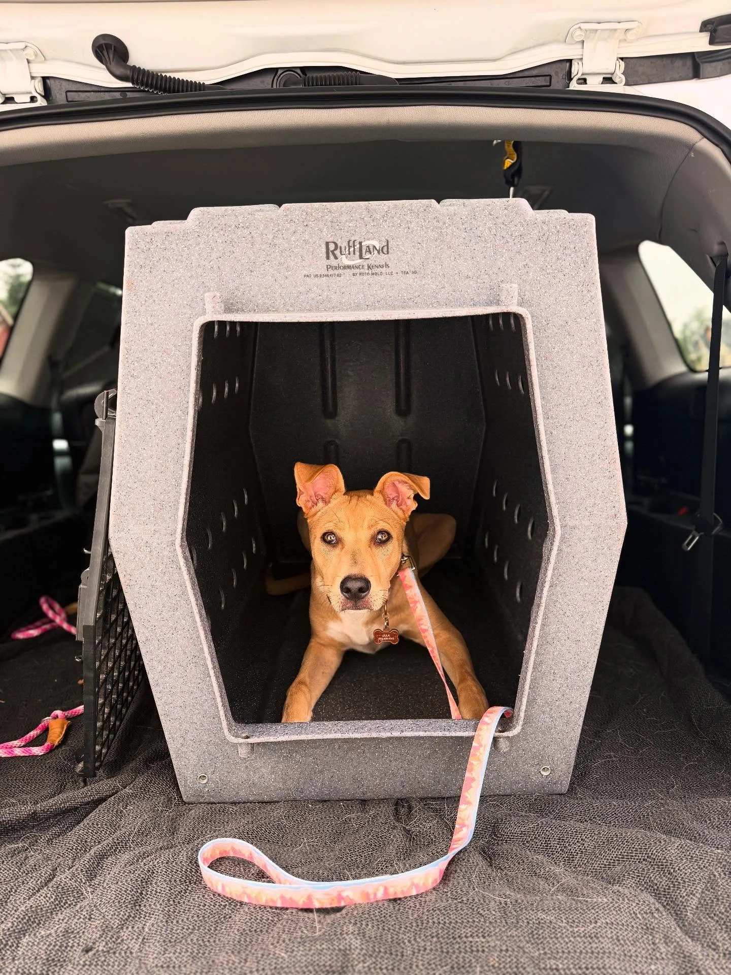 🏡 Why teaching your dog to LOVE their kennel is a game changer 🐾

A kennel isn&rsquo;t a punishment&mdash;it&rsquo;s your dog&rsquo;s safe space, like their own bedroom.
Here&rsquo;s why kennel training is so valuable:

✨ Safety first &ndash; Keeps