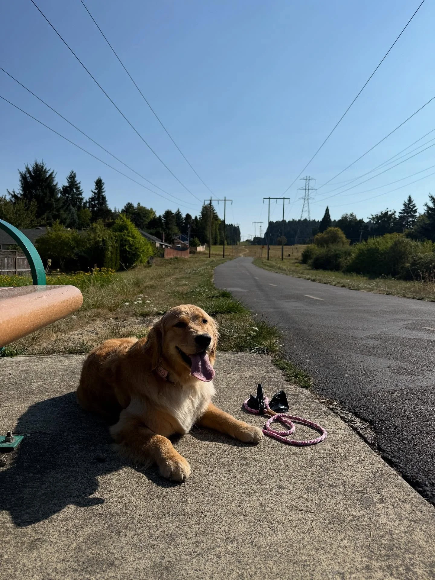 Currently living in a world where dog hair is an accessory ✨🐶