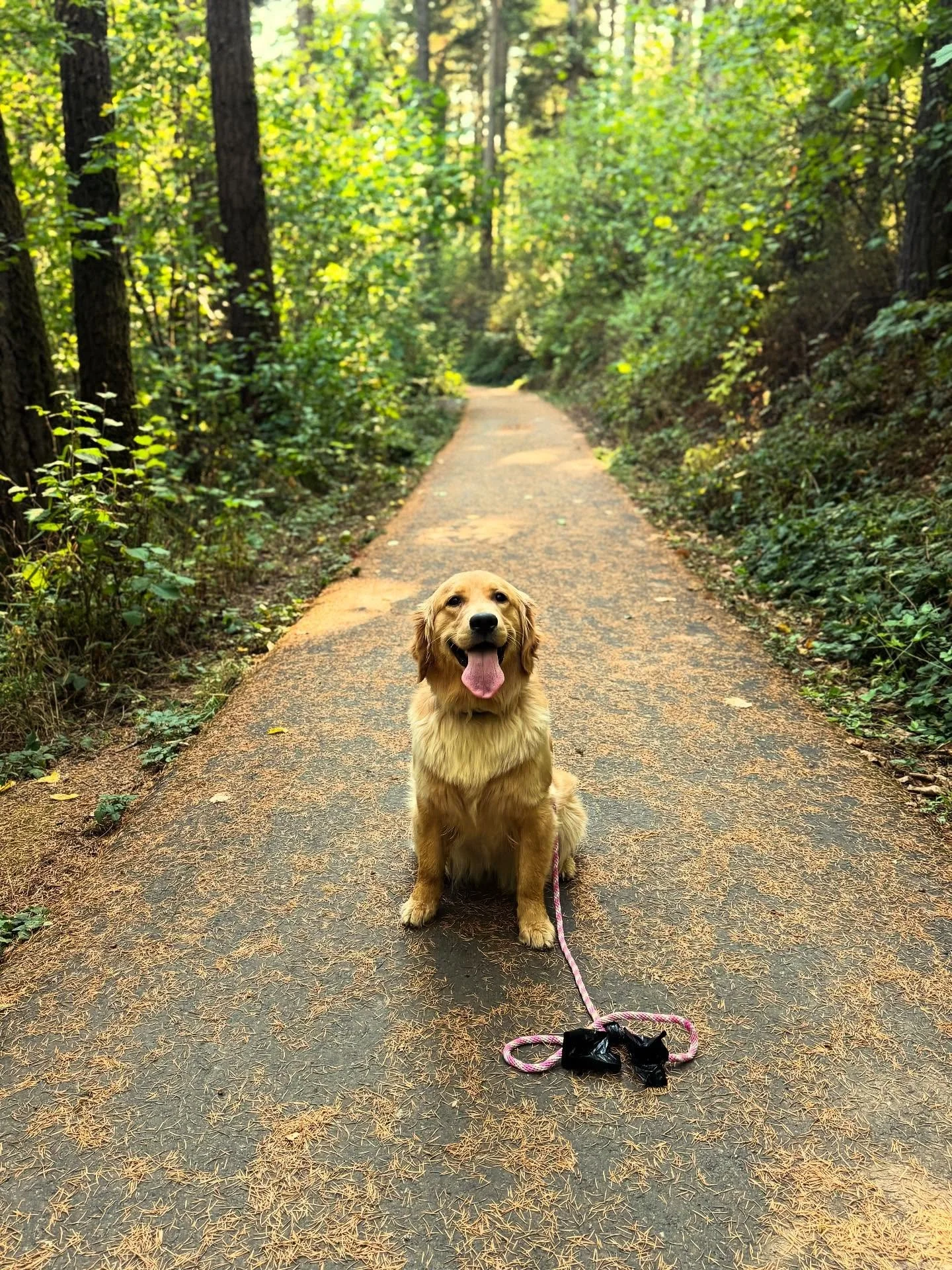 Olive :&rdquo; I put the golden into golden hour&rdquo; 🌅🐶