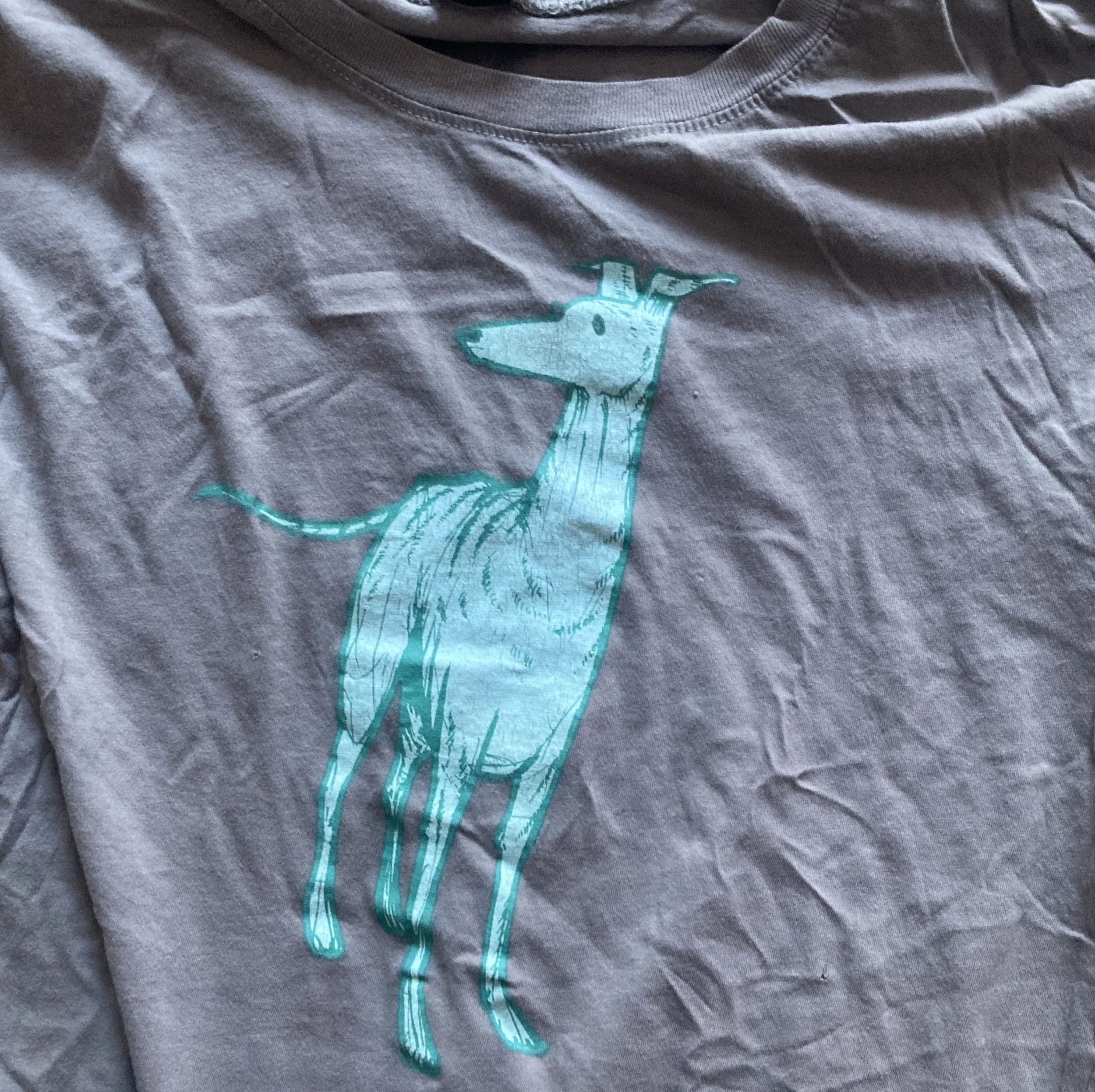 italian greyhound.jpg