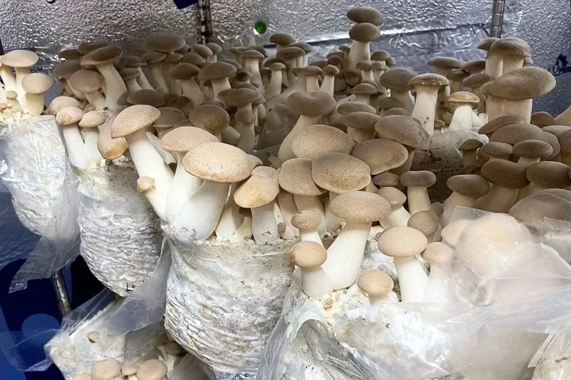 KING TRUMPETS