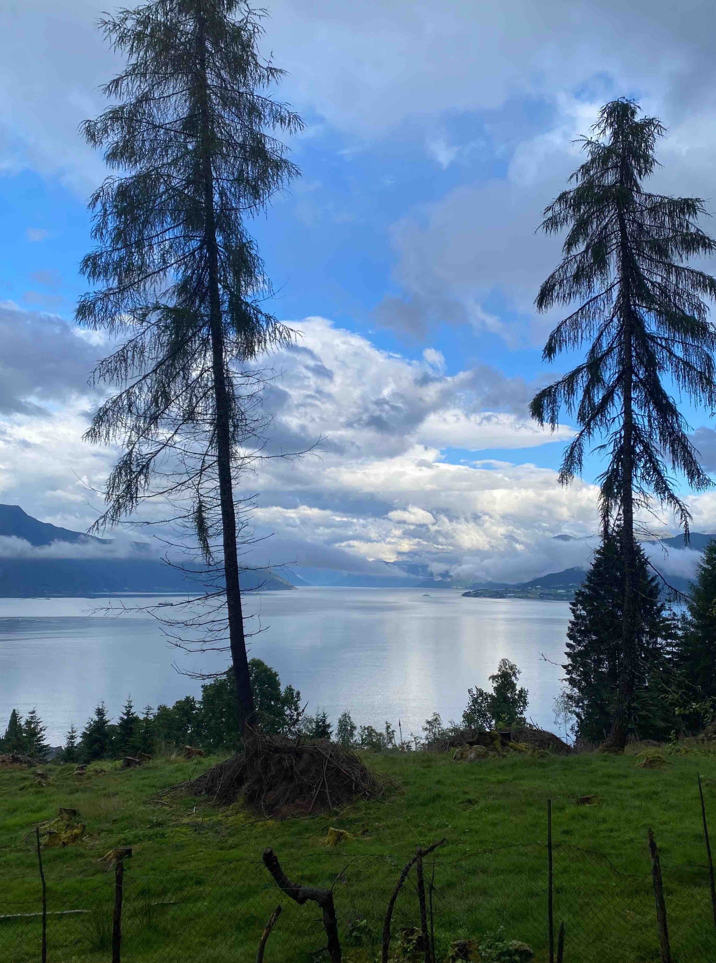 Scenic view of a lake surrounded by mountains under a sky with scattered clouds. Tall pine trees in the foreground, some with exposed roots, and a wire fence at the bottom of the image.