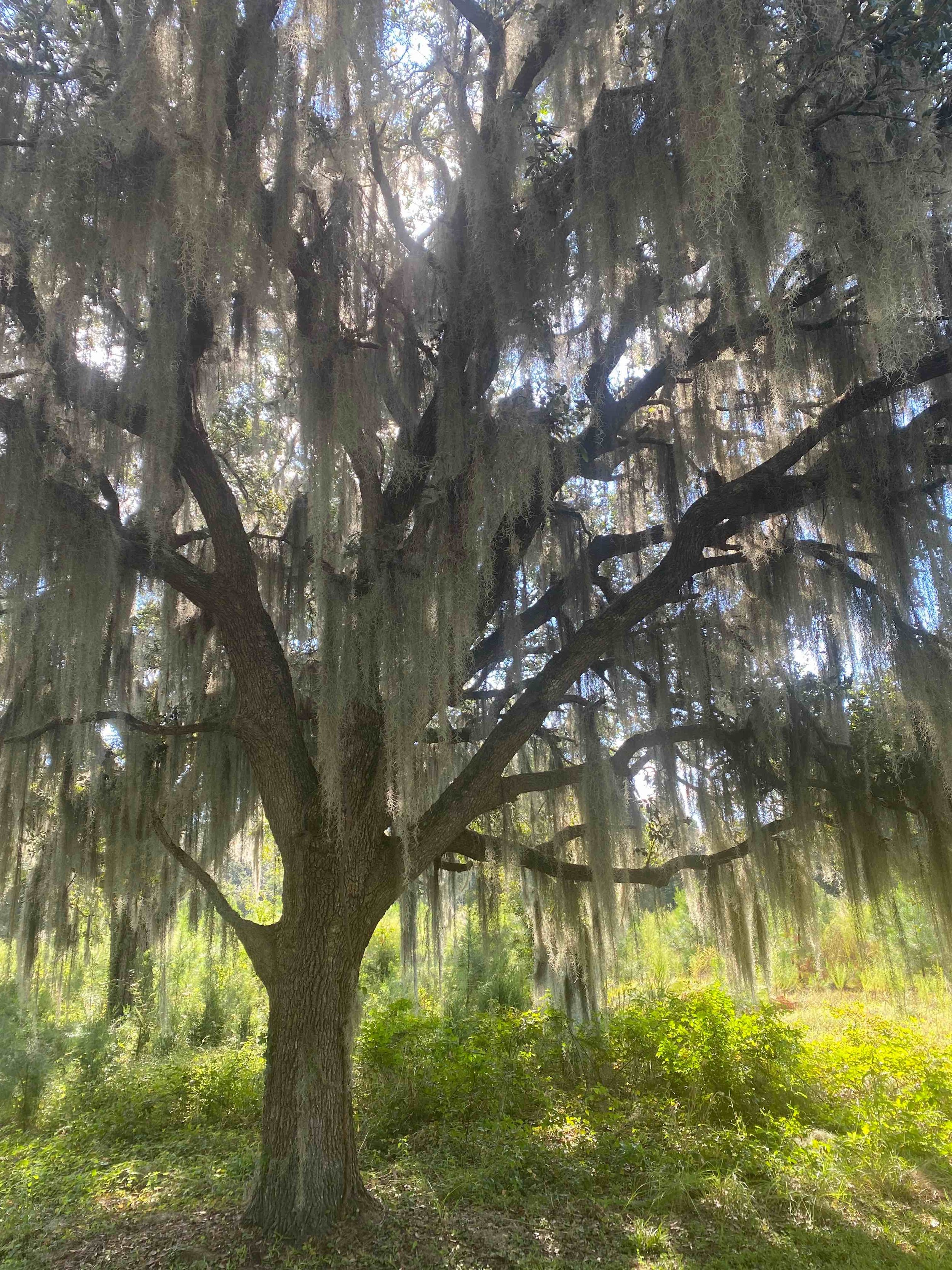A large tree with hanging mossy branches in a green field with sunlight filtering through.