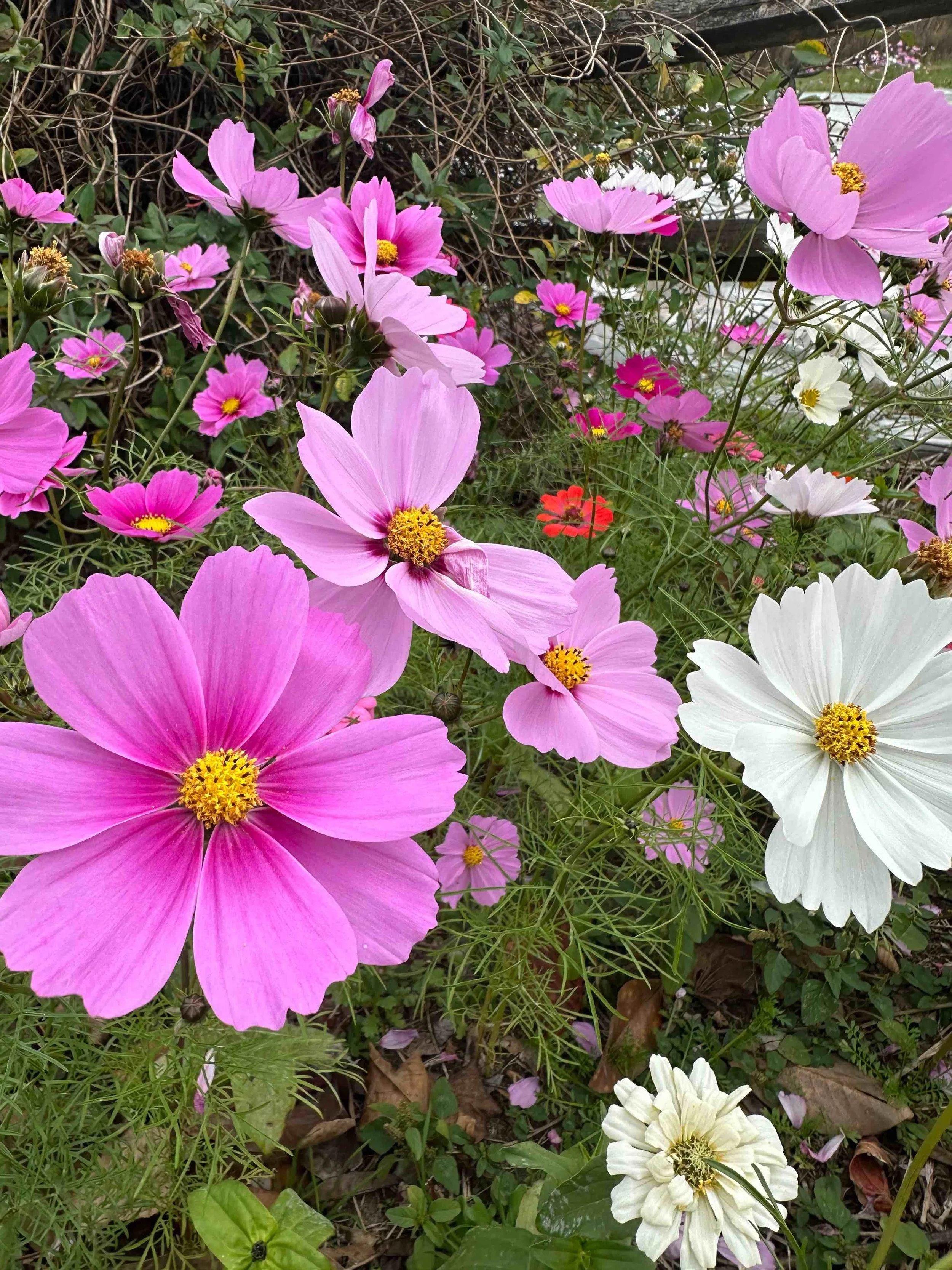 Various colorful flowers including pink, white, and red blooming in a garden, with green leaves and some dried brown leaves on the ground.